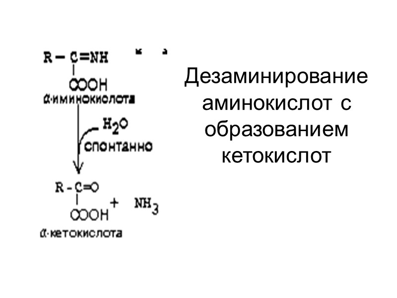 Дезаминирование аминокислот с образованием кетокислот